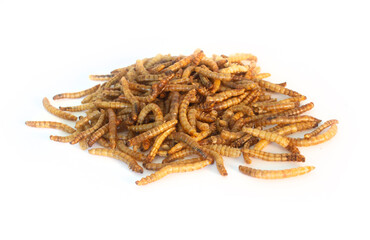 Mealworms Dried and Placed in Pile or Heap Isolated on White