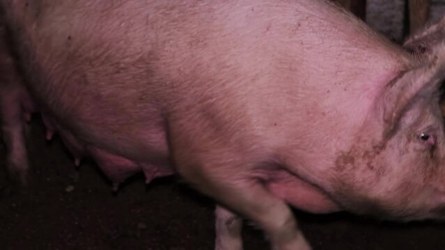 Adult, fat, dirty pig on a farm indoors. Breeding pigs for meat, pig breeding. Industrial animal husbandry.