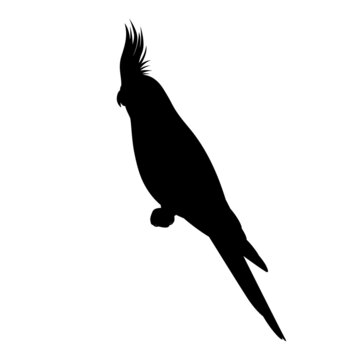 recommend clip art: Cockatiel bird silhouette
