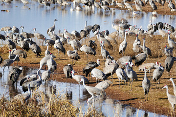 Sandhill cranes (Grus canadensis) gather each winter in Whitewater Draw, in the southern Sulphur Springs Valley near McNeal, Arizona, USA