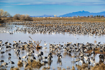 Thousands of Sandhill cranes (Grus canadensis) gather each winter in Whitewater Draw, in the southern Sulphur Springs Valley near McNeal, Arizona, USA
