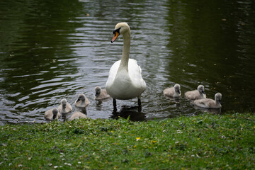 Schwan mit Jungtieren