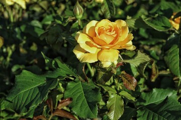 yellow rose