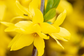 Obraz na płótnie Canvas spring yellow flower (forsythia suspensa)