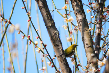 日本、春、花を啄むメジロ