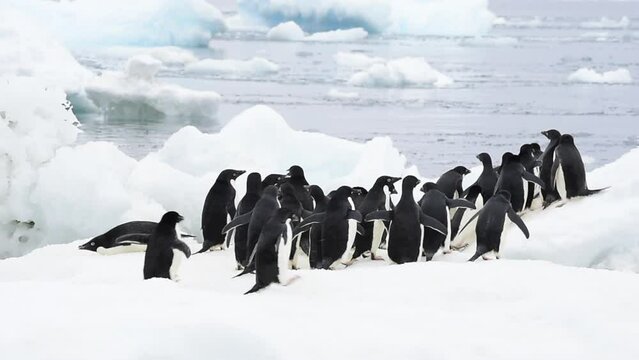 Adelie Penguins walk on ice along beach