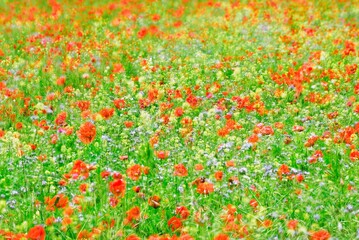 sommerblumen mohn und margerithen mit feldern am wegesrand