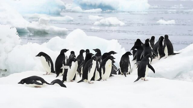 Adelie Penguins walk on ice along beach
