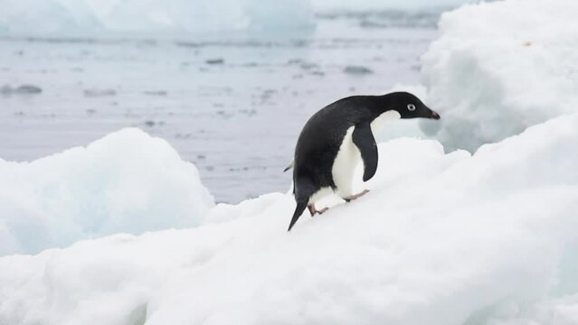 Adelie Penguins walk on ice along beach