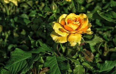 yellow rose in the garden