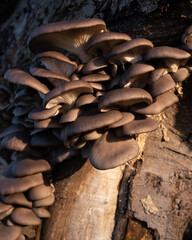 Mushroom on Tree