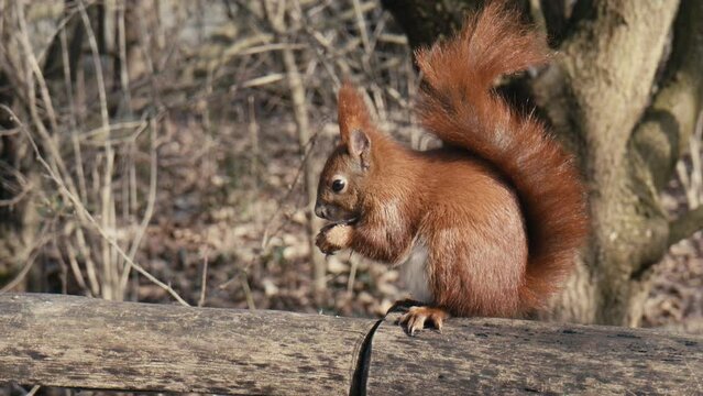 Red Squirrel sitting on a fence in Public Park Hasenheide in Berlin and eating in Slow Motion