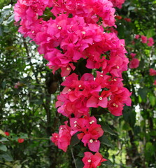 Fototapeta premium A hanging Bougainvillea branch with lots of pink Bougainvillea flowers