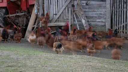 Flock of domestic chickens or hens in farmyard in front of barn in long exposure
