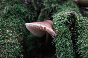 Fototapeta premium mushroom in the forest