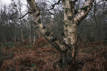 Fototapeta premium trees in the forest