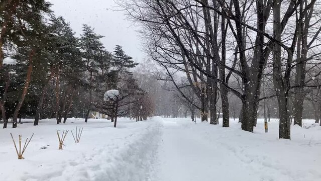 冬の札幌円山公園の雪景色