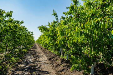 Fototapeta na wymiar Agriculture. rows of cherry trees grow. cherry orchard