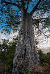 Fototapeta na wymiar View of the trunk and crown of an African baobab tree against the background of the morning sky.