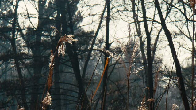 Grass swaying in the wind at a lake in public park Hasenheide in Berlin on a sunny spring day