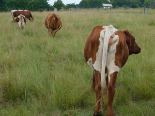 Closeup, rear view, of brown and white patchy cows grazing in a green grass land under a white cloudy sky. The photo was taken in Gauteng, South Africa