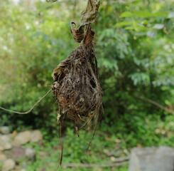 Close up of an old long billed Sunbird nest hanging on a stem