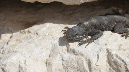Stellagama on the rocks in Israel close-up. The brightly lit by the sun lizard on stones