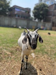 goat on the farm