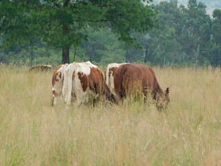 Closeup, rear view, of brown and white patchy cows grazing in a green grass land under a white cloudy sky. The photo was taken in Gauteng, South Africa