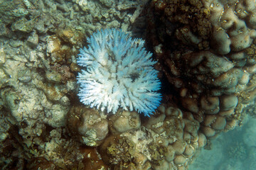Fototapeta na wymiar View of severe coral bleaching