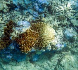 Naklejka na ściany i meble View of severe coral bleaching