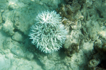 View of severe coral bleaching