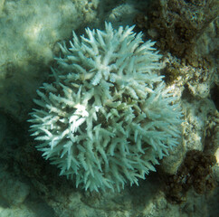 View of severe coral bleaching
