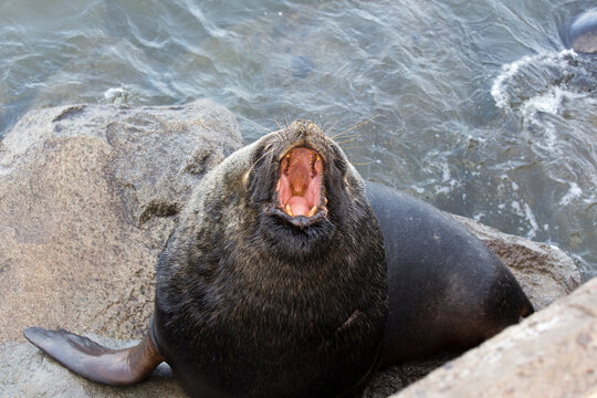 Close View Of Sea Lion With Open Mounth