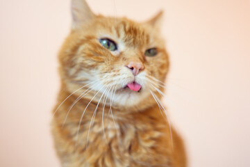 Lovely old cat looking somewhere and showing its tongue. Selective soft focus.