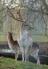 Naklejka na ściany i meble Two European fallow deer standing in a meadow. A buck and a doe.