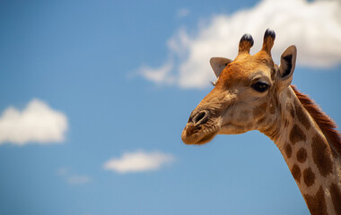 Wild animal. Close up of large common  Namibian giraffe on the summer blue sky.