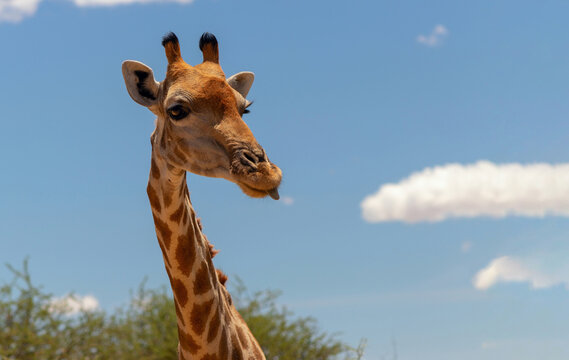 Wild animal. Close up of large common Namibian giraffe on the summer blue sky. © Yuliia Lakeienko