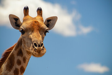 Fototapeta premium Wild animal. Close up of large common Namibian giraffe on the summer blue sky.