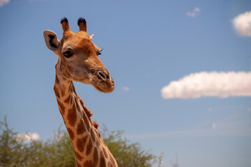 Wild animal. Close up of large common  Namibian giraffe on the summer blue sky.