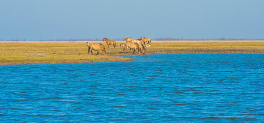 Obraz premium Herd of horses in a green field in wetland along the edge of a lake under a blue sky in bright sunlight in winter, Almere, Flevoland, The Netherlands, March 3, 2022
