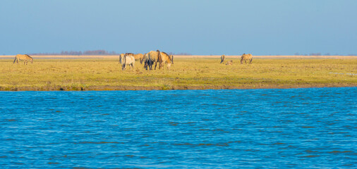 Naklejka premium Herd of horses in a green field in wetland along the edge of a lake under a blue sky in bright sunlight in winter, Almere, Flevoland, The Netherlands, March 3, 2022