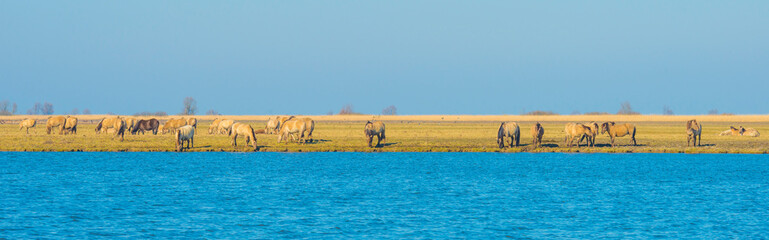 Fototapeta premium Herd of horses in a green field in wetland along the edge of a lake under a blue sky in bright sunlight in winter, Almere, Flevoland, The Netherlands, March 3, 2022
