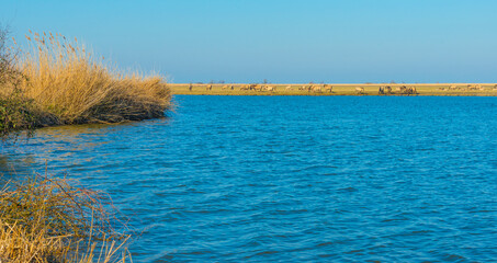 Herd of horses in a green field in wetland along the edge of a lake under a blue sky in bright sunlight in winter, Almere, Flevoland, The Netherlands, March 3, 2022