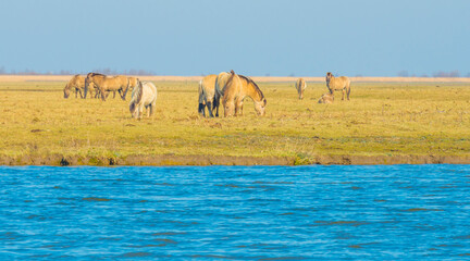 Naklejka premium Herd of horses in a green field in wetland along the edge of a lake under a blue sky in bright sunlight in winter, Almere, Flevoland, The Netherlands, March 3, 2022
