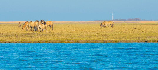 Fototapeta na wymiar Herd of horses in a green field in wetland along the edge of a lake under a blue sky in bright sunlight in winter, Almere, Flevoland, The Netherlands, March 3, 2022