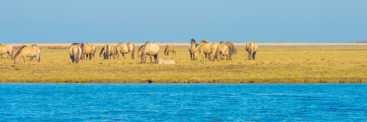 Herd of horses in a green field in wetland along the edge of a lake under a blue sky in bright sunlight in winter, Almere, Flevoland, The Netherlands, March 3, 2022