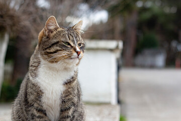 Portrait of the wild cat in, the cat lives on the street. Portrait of a fluffy striped cat. Striped, not a purebred kitten.