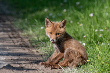 Obraz na płótnie Canvas Fox Cub