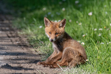 Fox Cub